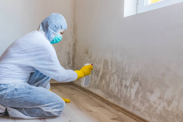 Licensed Attic Mold Remediation service in Wycombe, PA - Car Mold Remediation