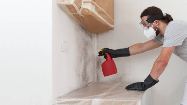 Professional Attic Mold Remediation technician working in Wycombe, PA