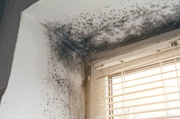 Affordable Attic Mold Remediation solutions in Wycombe, PA